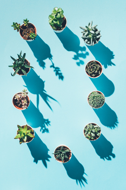vista superior de la letra O hecha de plantas en maceta verde sobre azul
 - Foto, imagen