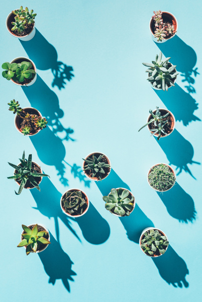 top view of letter W made from green potted plants on blue - Фото, зображення
