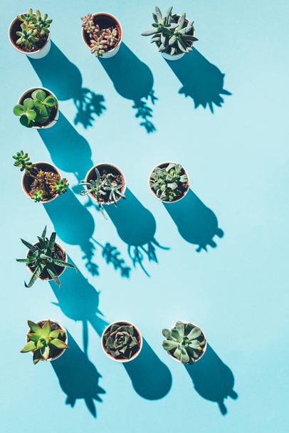 top view of letter E made from green potted plants on blue - Photo, Image