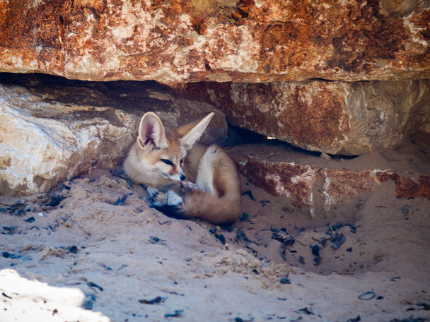 Fennec Fox yace en la arena a la sombra bajo las rocas en un día soleado
 - Foto, Imagen
