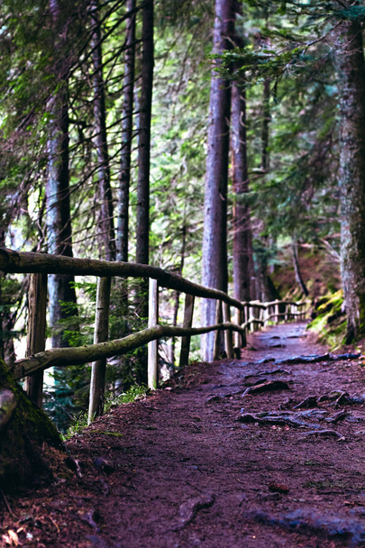 Zöld erdőben, a hegyekben utat - Fotó, kép