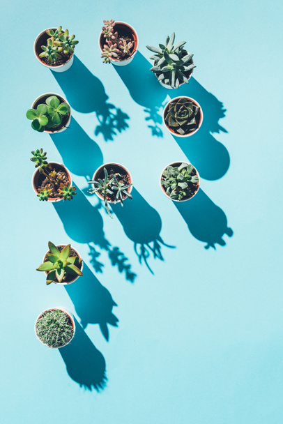 készült kék-zöld cserepes növények P betű felső nézetében - Fotó, kép