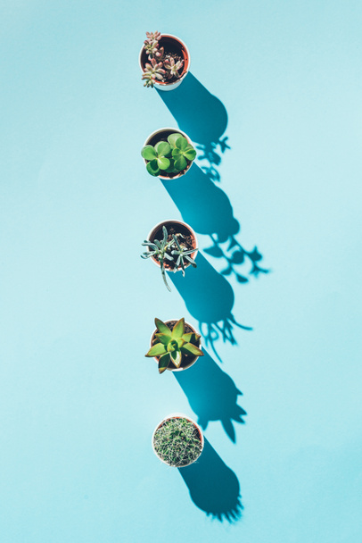 pohled shora dopisu jsem udělal ze zelených rostlin v květináčích na modré - Fotografie, Obrázek