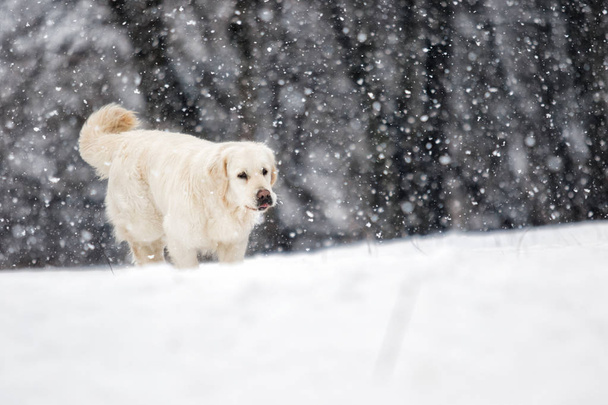 golden retriever dog in winter park - Fotografie, Obrázek