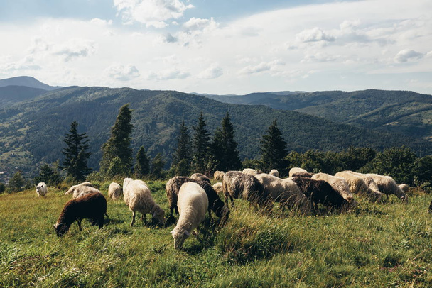 Bir dağ tepe üzerinde otlatma koyun sürüsü - Fotoğraf, Görsel