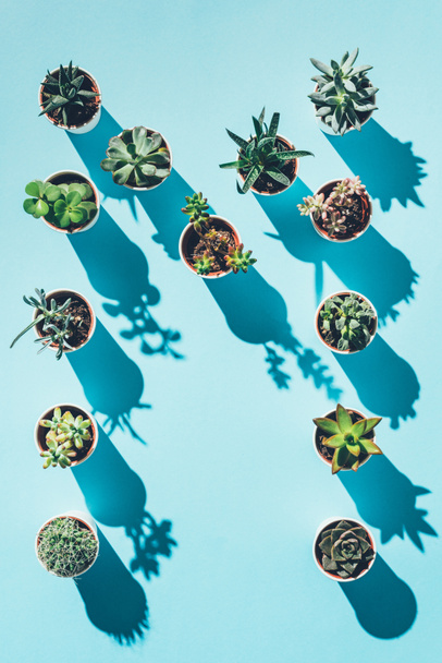 pohled shora písmene M vyrobené ze zelených rostlin v květináčích na modré  - Fotografie, Obrázek