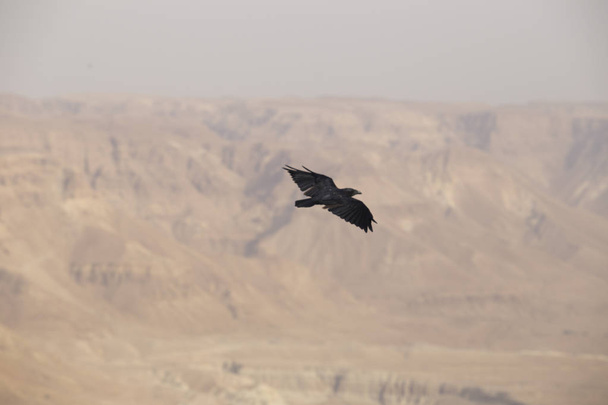 un grand corbeau noir sur un fond flou du ciel et le h
 - Photo, image