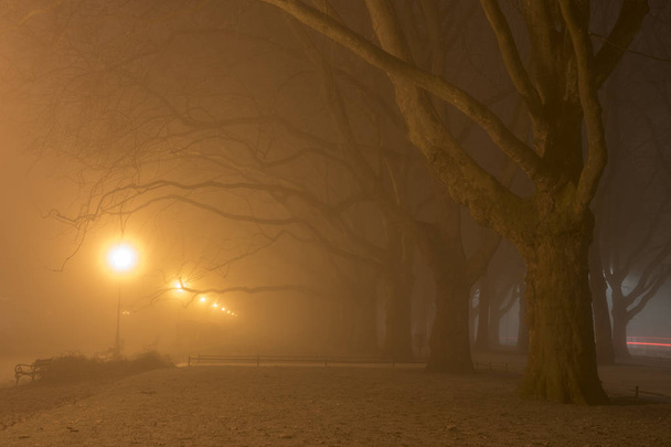 Avenue of plane trees on a cold, misty night - 写真・画像