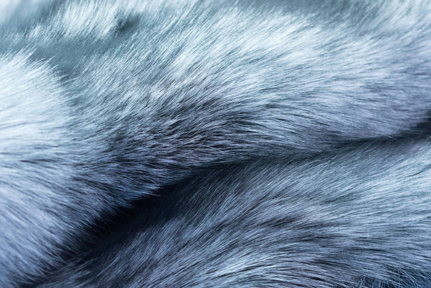 Pele de raposa preta prateada
 - Foto, Imagem