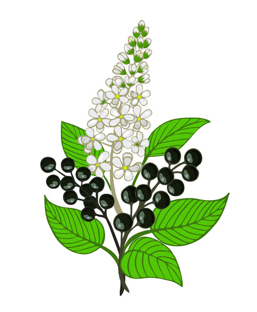 a bouquet of bird cherry branch with berries and inflorescence - Vector, Image