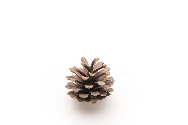 Pine cones on a white background - Foto, immagini