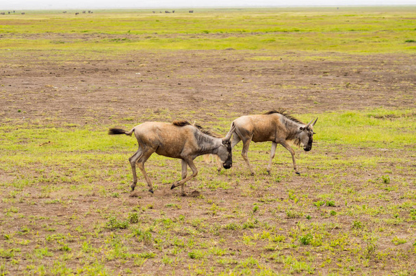 Gnoe kuddes grazen in de savanne van Amboseliau Kenia - Foto, afbeelding