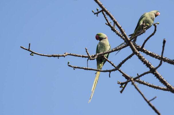 Пара з троянди кільчатий Parakeet, сидить на гілці дерева  - Фото, зображення