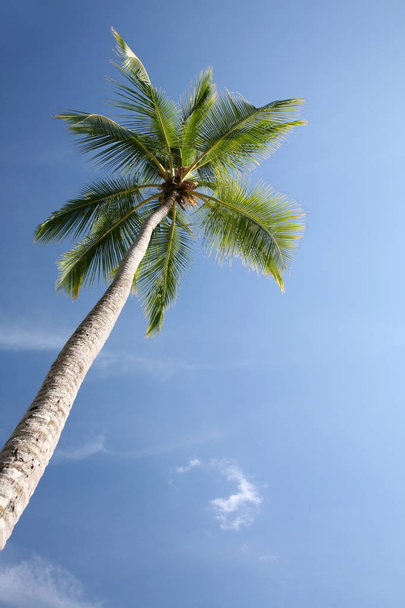 Palm tree at daytime, blue sky background - Φωτογραφία, εικόνα