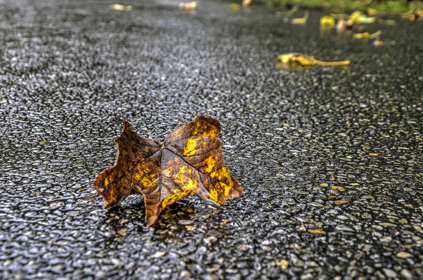 Close-up van een gele en bruine gevallen blad op een NAT asfaltweg op een regenachtige dag in de herfst - Foto, afbeelding