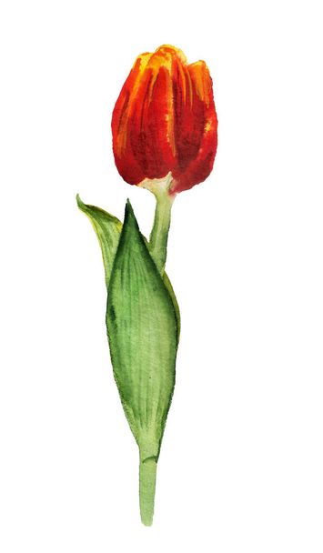 Watercolor red tulip - Valokuva, kuva
