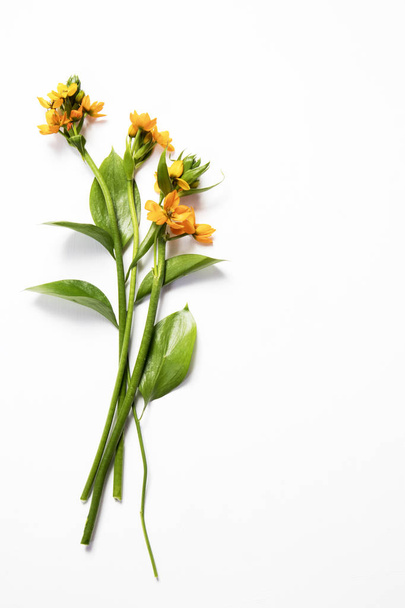 l'Ornithogalum Dubium jaune en fleurs sur fond blanc
 - Photo, image