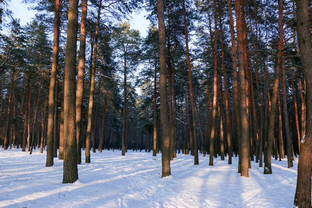 winter landscape with a coniferous forest - Photo, Image