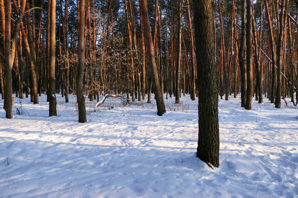 winter landscape with a coniferous forest - Zdjęcie, obraz