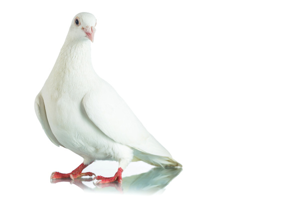 White dove isolated on white background - Фото, изображение