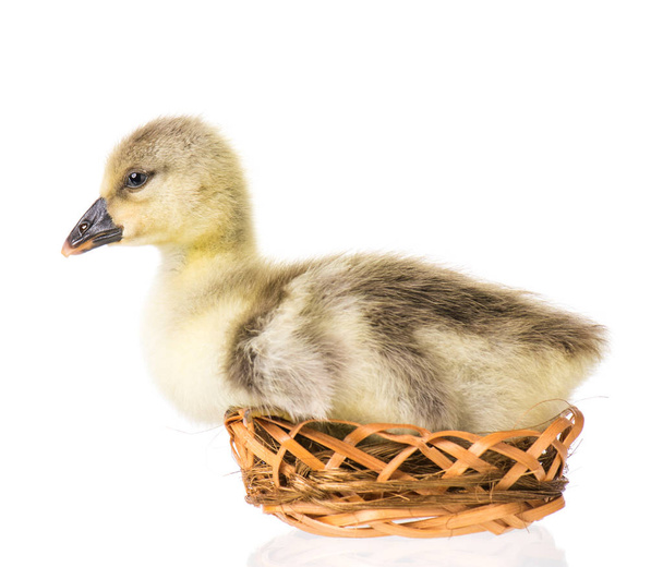 Schattig pasgeboren gosling - Foto, afbeelding