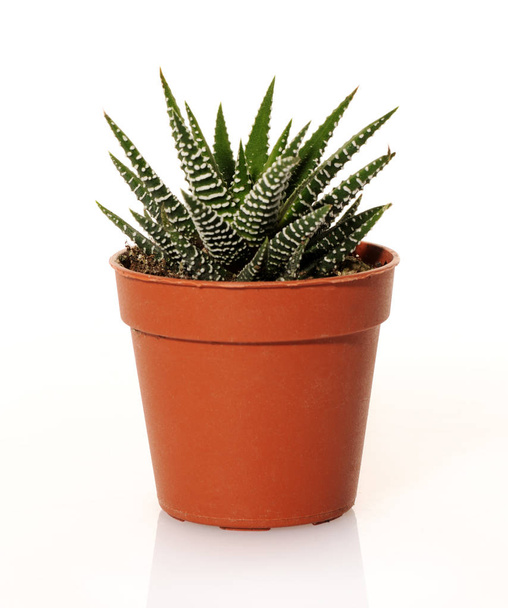 small succulent plant on white background - Фото, зображення