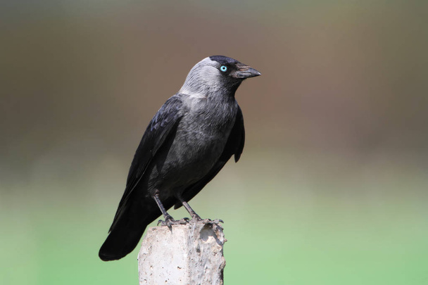 The western jackdaw (Coloeus monedula) with blue eyes sits on a concrete column on a beautiful blurred background - Fotó, kép