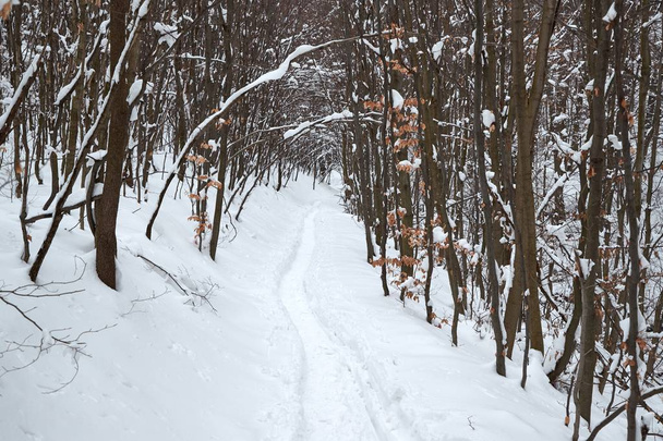 Winter snowy forest path - Photo, image
