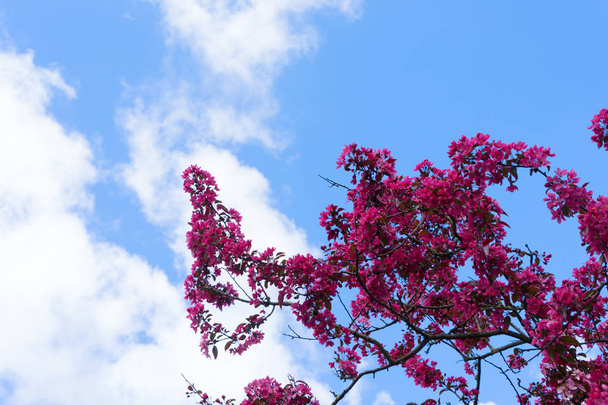 Garden with magnolia tree - Foto, afbeelding