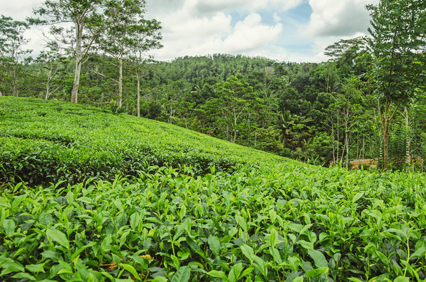 teaültetvény Srí Lankán - Fotó, kép