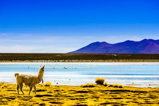 Lagoon pastos grandes in the Altiplano of Bolivia - Photo, Image
