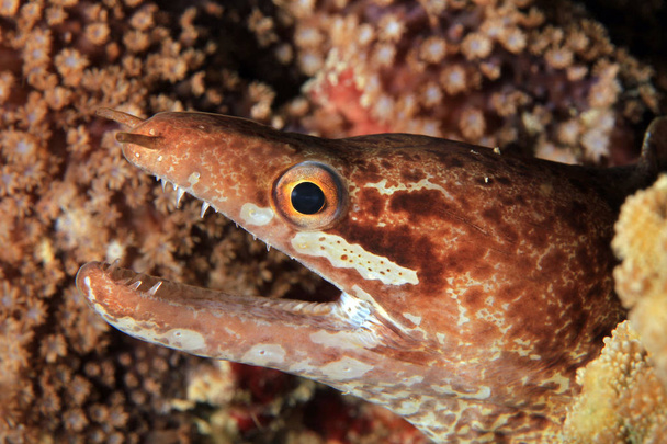 Close-up de um Barred-fin Moray (aka Bartail Moray, Gymnothorax zonipectis). Moalboal, Filipinas
 - Foto, Imagem