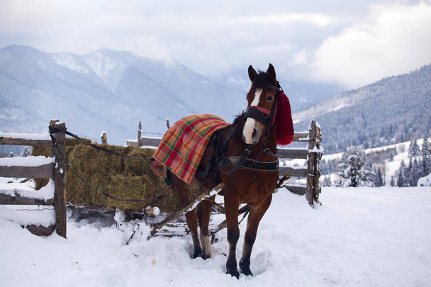 hnědý kůň - Fotografie, Obrázek