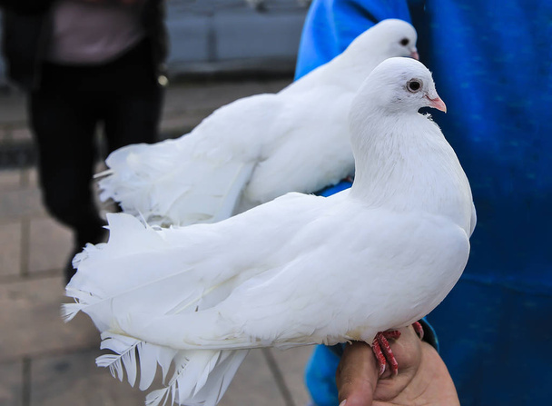 Pombos brancos nos braços
 - Foto, Imagem