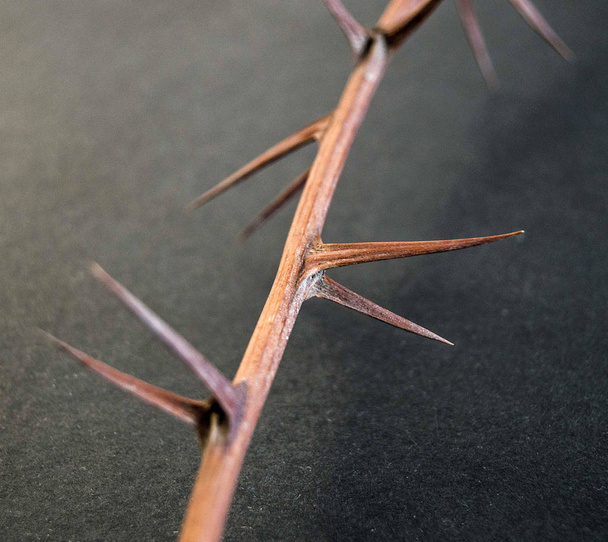 espinhos, espinhos secos e agulhas pontiagudas em pé sobre terra preta
, - Foto, Imagem