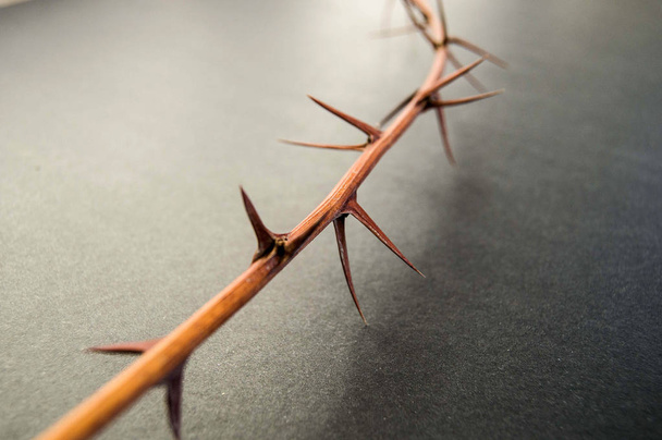thorns, dry thorns and pointed needles standing on black ground, - Photo, Image