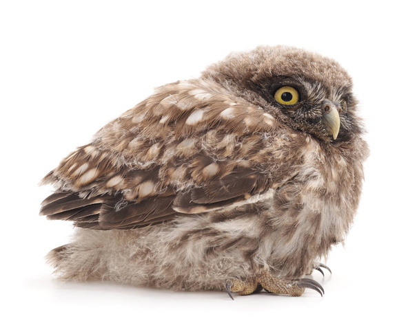 One young owl. - Φωτογραφία, εικόνα