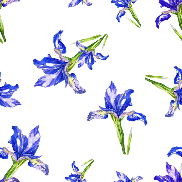 Seamless pattern of irises painted in watercolor. - Photo, Image