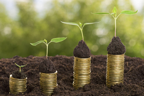 Golden coins in soil with young plant isolated. Money growth - Fotografie, Obrázek