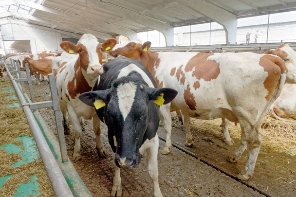 Süt ineği çiftliği cowshed içinde. Tarım sanayi, tarım ve Hayvancılık - Fotoğraf, Görsel