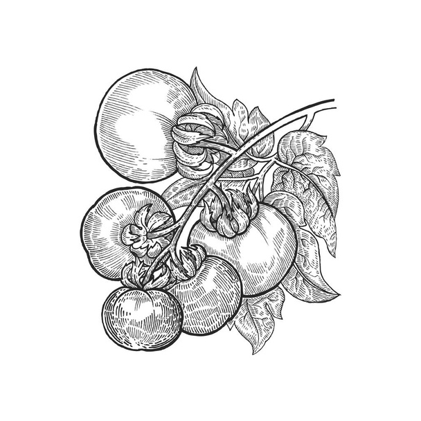 Hand drawing vegetables tomato. - Vector, Image