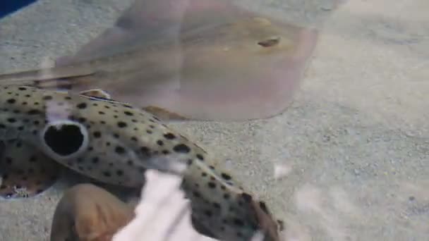 Des raies piquantes et un requin de sable
 - Séquence, vidéo