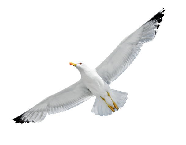 Seagull isolated on white - Photo, Image