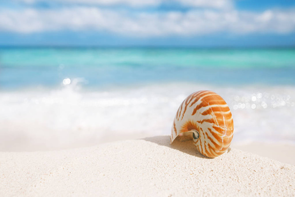concha de mar en la playa de arena dorada sobre fondo azul cielo
 - Foto, Imagen