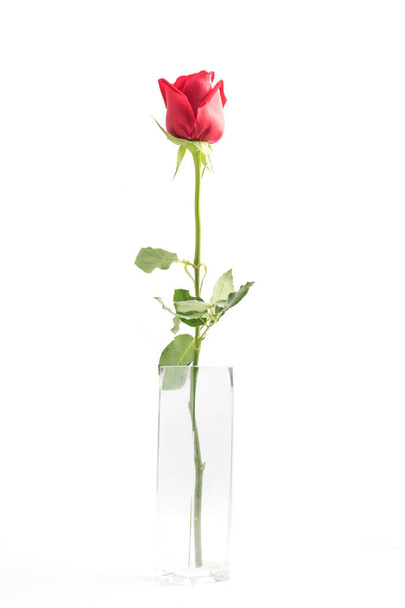 red roses on white background - Φωτογραφία, εικόνα