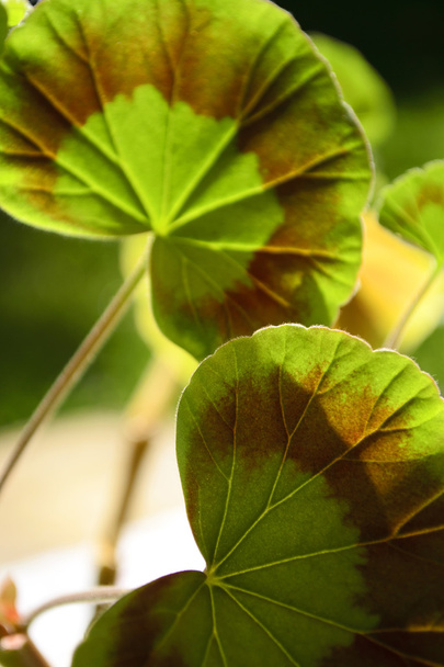 In geranium leaves shade - Valokuva, kuva