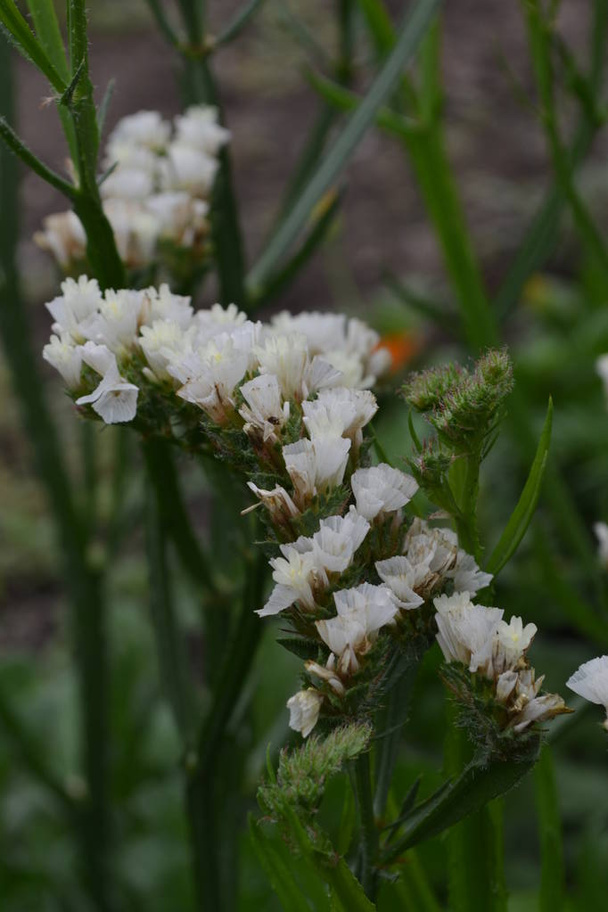 ドライフラワーリムニウム・シヌータムステイタス・シナタ花は白。接近中だ庭だ花が咲く。成長中の花垂直写真 - 写真・画像