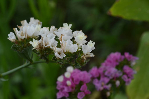 getrocknete Blumen. Limonium sinuatum. statice sinuata. Blüten weiß und lila. Nahaufnahme. Garten. Blumenbeet. Blumen wachsen. horizontal - Foto, Bild