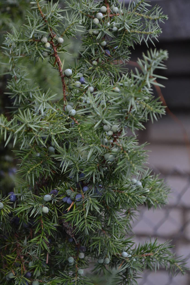Juniper. Juniperus communis. Os ramos de um zimbro. Bagas de zimbro. Close-up. Jardim. Cama de flores. Vertical
 - Foto, Imagem