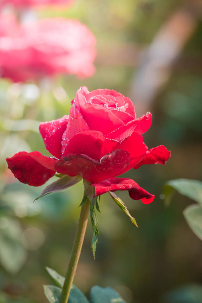 Roses in the garden  - Foto, imagen